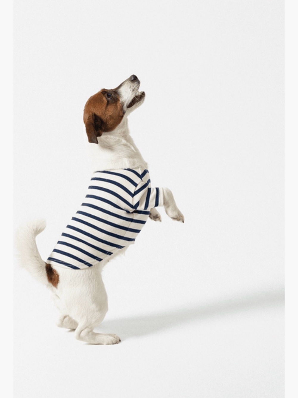 Saint James Navy and White Striped Dog Tee